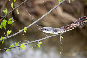 Western Cottonmouth 