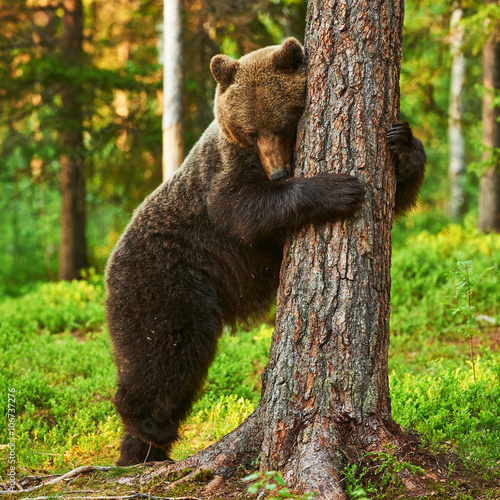 Fotomural brown bear leaning against a tree