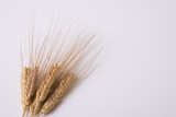 Fototapeta Boho - wheat spike stack background