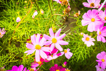 Wall Mural - Closeup on cosmos flowers.Beautiful flowers in the garden.