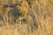Lioness Move In Brown Grass To Kill