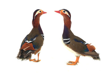 Sticker - mandarin duck