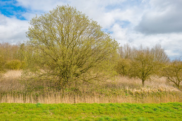 Trees below a blue cloudy sky in spring