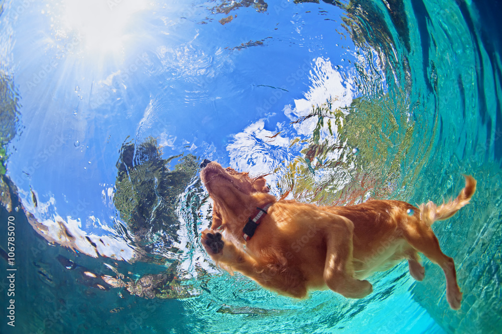 Underwater photo of golden labrador retriever puppy in outdoor swimming ...