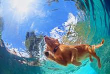 Underwater Photo Of Golden Labrador Retriever Puppy In Outdoor Swimming Pool Play With Fun - Jumping And Diving Deep Down. Activities And Games With Family Pets And Popular Dog On Summer Holiday.