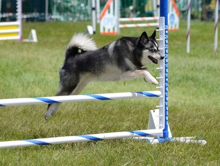 Sticker - Alaskan Klee Kai at Dog Agility Trial