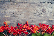 Branches Of Red Berries Of A Guelder Rose Or Viburnum Shrub On  A Wooden Background. Bright Autumn Background With Berries Viburnum