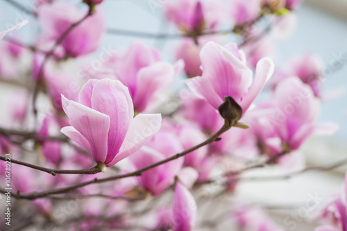 Naklejki magnolia  rozowe-kwiaty-magnolii