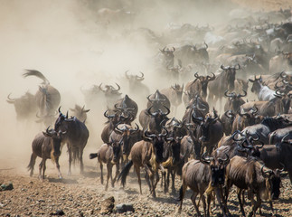 Poster - Big herd of wildebeest is about Mara River. Great Migration. Kenya. Tanzania. Masai Mara National Park. An excellent illustration.