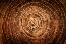 Stump Of Oak Tree Felled - Section Of The Trunk With Annual Rings