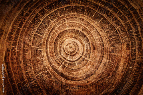 Fotomural stump of oak tree felled - section of the trunk with annual rings