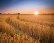 Ripening wheat or barley field farm sunset