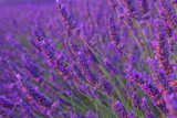 Fototapeta Lawenda - Beautiful colors purple lavender fields near Valensole, Provence