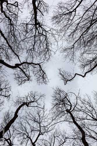 Fototapeta na wymiar Silhouettes of bare trees