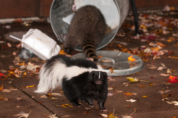 Wall Mural - striped skunk (mephitis mephitis) walks away from trash can with