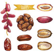 Dates, hand-painted watercolor set, vector clipping paths included