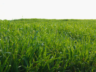 Wall Mural - Green meadow isolated over white