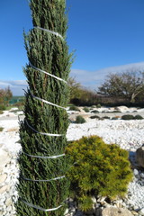 Wall Mural - Cultivar shrub Juniperus scopulorum 