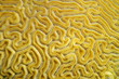 Underwater marine life, close up of grooved brain coral labyrinth, Diploria labyrinthiformis, Caribbean sea