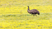 Emu In Meadow
