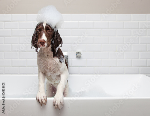 Fototapeta  Funny mokrý pes chce od Tub