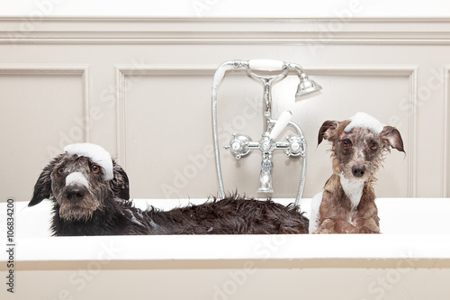 Photographie Deux chiens mouillés drôles dans la baignoire
