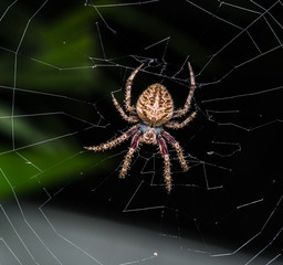 spider on the web