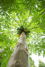 Papaya Tree In The Orchard Of Thailand
