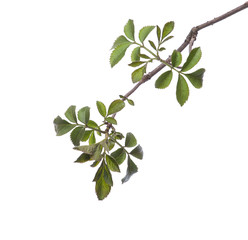 early spring flowering green tree branch isolated on white. early spring concept
