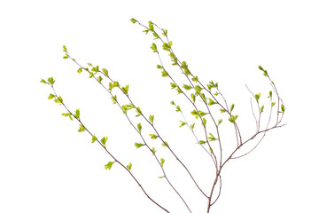 Early spring flowering green tree branch isolated on white. Early spring concept