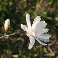 Wall Mural - fiore di magnolia stellata in giardino