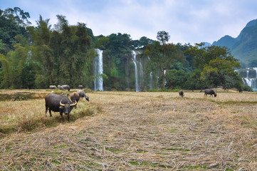 Wall Mural - Herd of cows on the background of a waterfall