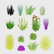 Varieties of plants, big set 14 icons