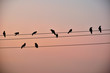 Silhouette of Crows at dusk