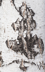 Wall Mural - birch bark background