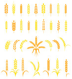 Fototapeta  - Set of simple and stylish Wheat Ears icons.