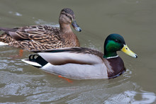 Drake And Female Of Mallard Ducks On The Water