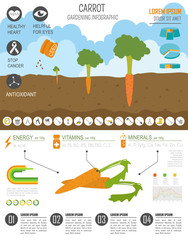 Wall Mural - Gardening work, farming infographic. Carrot. Graphic template. F