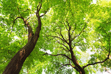 Trees With Green Leaves Canopy In Forest