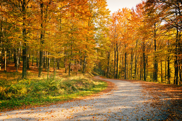 beautiful forest scene in day light in autumn.