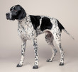 © Connect Images - English Pointer