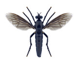 Fototapeta Motyle - Fly Dasypogon diadema (female)
