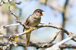 © fotoparus - Thrush Nightingale (Luscinia luscinia)