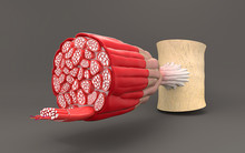 On Gray Background Shows The Structure Of The Muscle Cross-sectional Sectional Anatomy Of The Muscles Or Muscle Fiber.