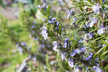 Close-up Of Rosemary Plant With Flowers