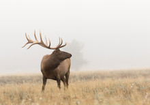 Elk In Fog