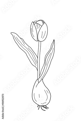 tulpe mit zwiebel ausmalbild stockillustration  adobe