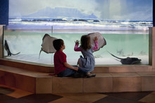 Young Brother And Sister Looking At Stingrays In Aquarium