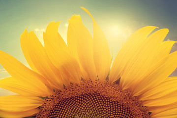 Wall Mural - vintage photo of sunflower with sunlight - retro filter effect