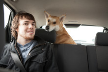 Young Man And His Cross Bred Alsatian Dog In Car Back Seat